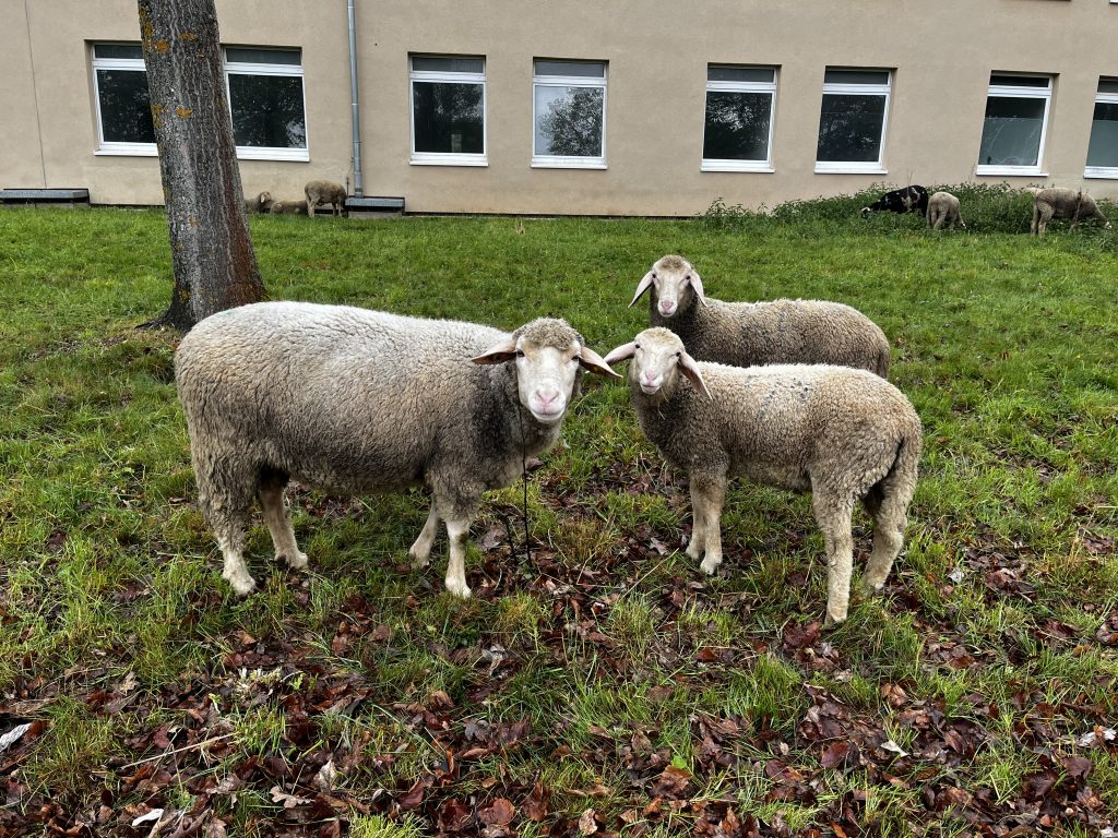 Anneliese und zwei kleinere Schafe