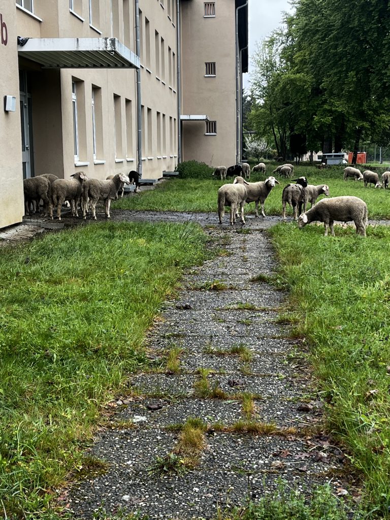 Schafe vor dem Eingang des Mannschaftsgebäudes